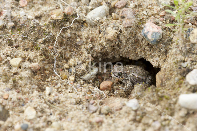 Rugstreeppad (Bufo calamita