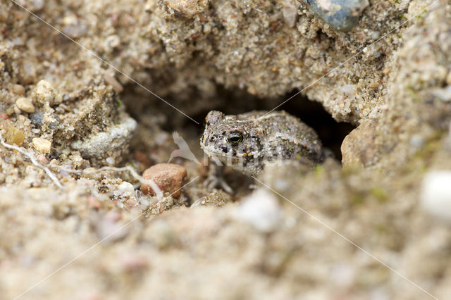 Rugstreeppad (Bufo calamita