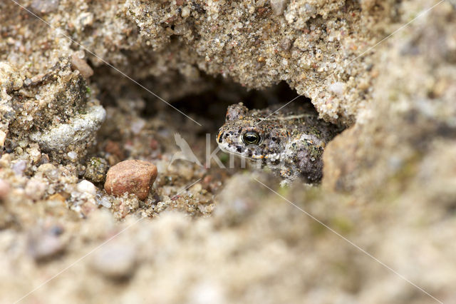 Natterjack toad (Bufo calamita