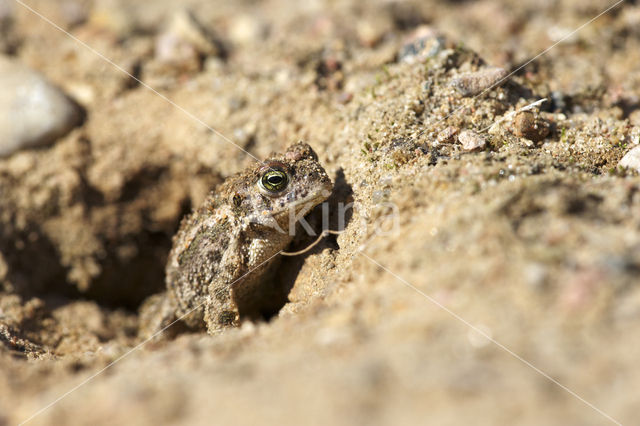 Rugstreeppad (Bufo calamita