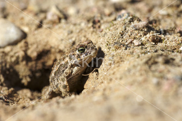 Rugstreeppad (Bufo calamita