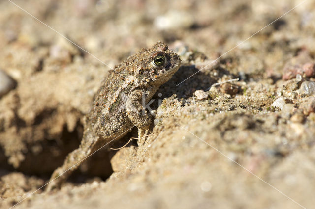 Rugstreeppad (Bufo calamita