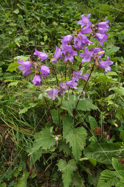 Nettle-leaved Bellflower (Campanula trachelium)