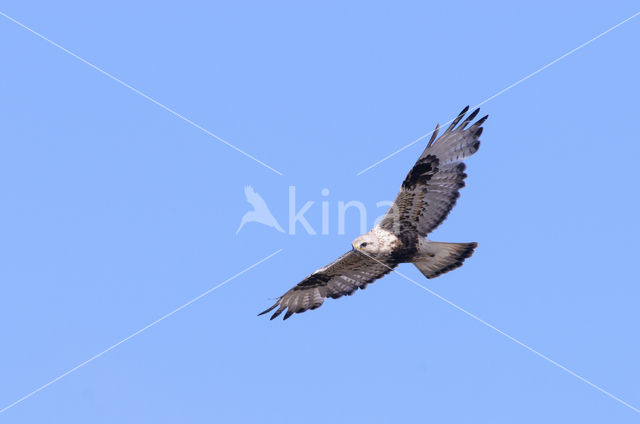 Rough-legged Buzzard (Buteo lagopus)