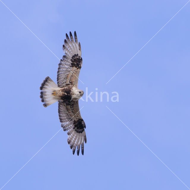 Ruigpootbuizerd (Buteo lagopus)