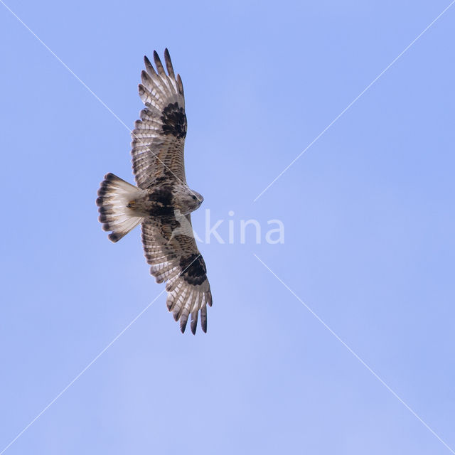 Ruigpootbuizerd (Buteo lagopus)