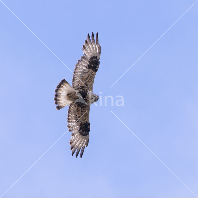 Rough-legged Buzzard (Buteo lagopus)