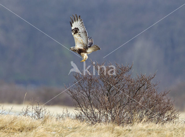 Ruigpootbuizerd (Buteo lagopus)