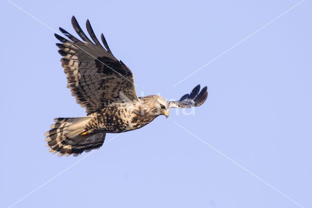 Ruigpootbuizerd (Buteo lagopus)