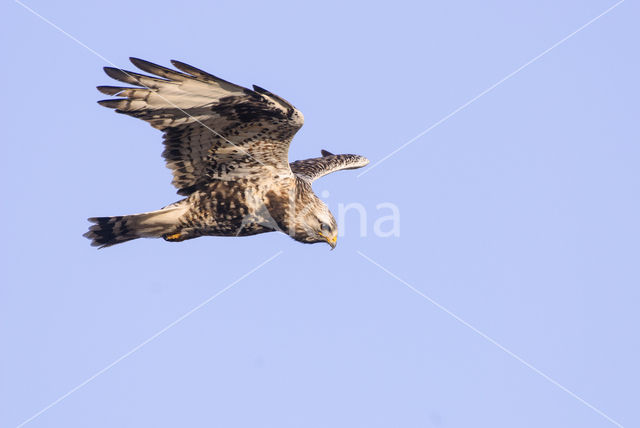 Ruigpootbuizerd (Buteo lagopus)