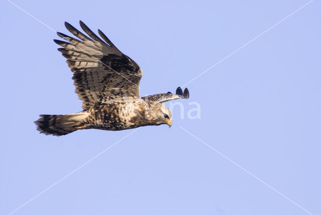 Ruigpootbuizerd (Buteo lagopus)