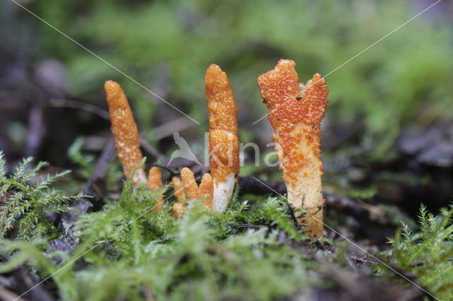 Rupsendoder (Ammophila sabulosa)