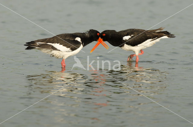 Oystercatcher (Haematopus ostralegus)