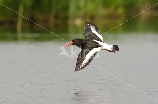 Scholekster (Haematopus ostralegus)