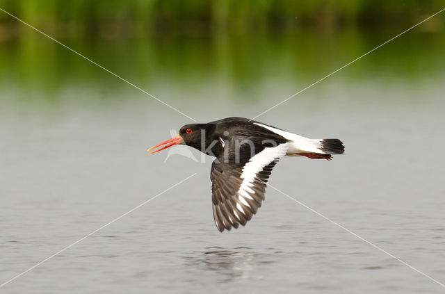 Scholekster (Haematopus ostralegus)