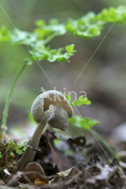 Schotelkluifzwam (Helvella macropus)