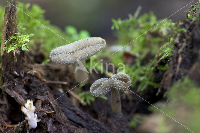 Schotelkluifzwam (Helvella macropus)