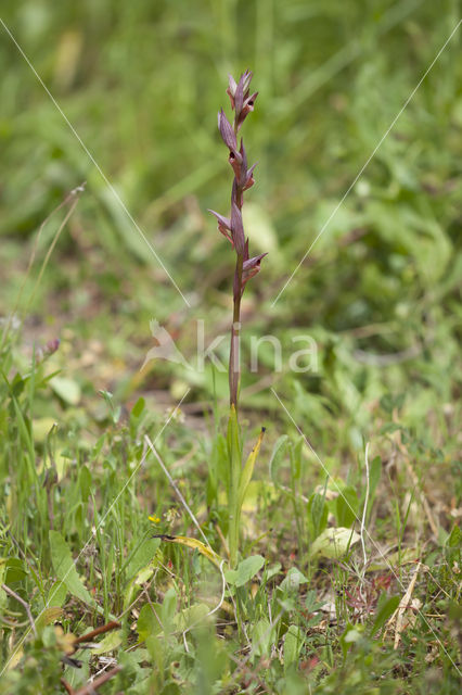 Serapias bergonii