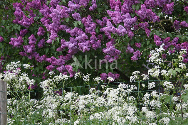 sering (Syringa)