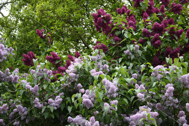 sering (Syringa)