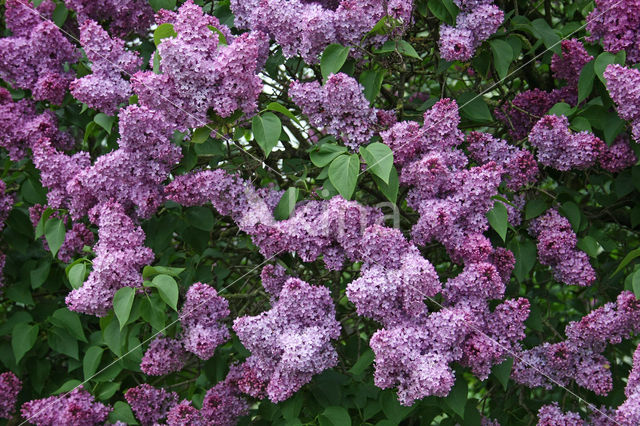 sering (Syringa)