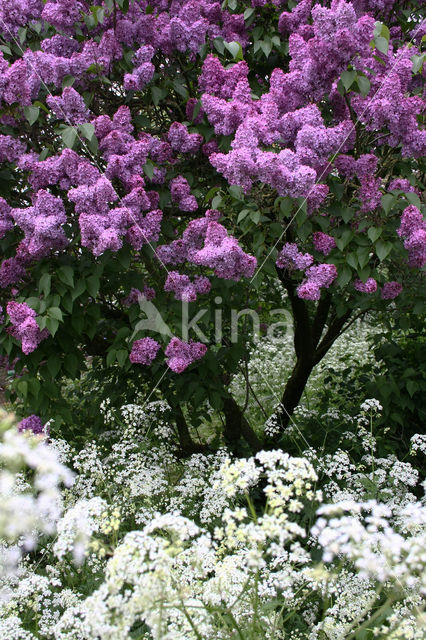 sering (Syringa)