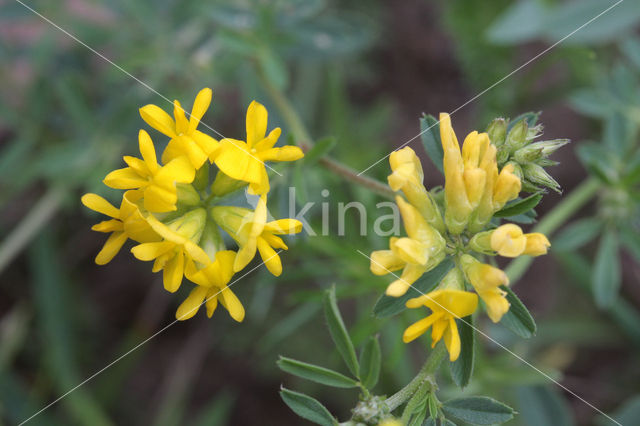 Sickle Medick (Medicago falcata)