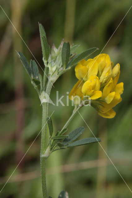 Sickle Medick (Medicago falcata)