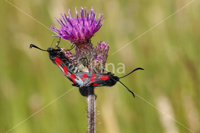 Six-spot Burnet (Zygaena filipendulae)