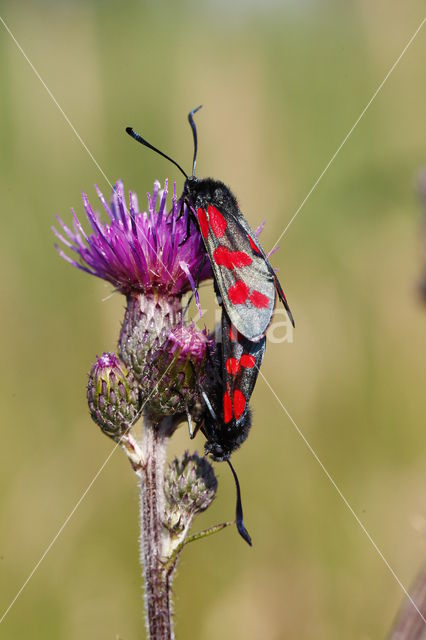 Six-spot Burnet (Zygaena filipendulae)