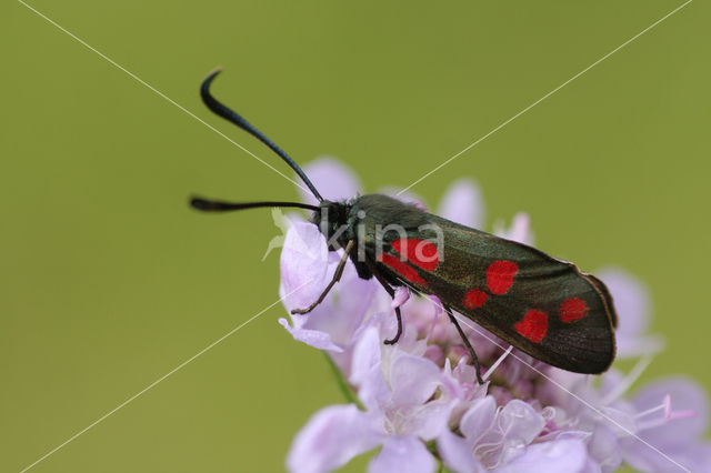 Six-spot Burnet (Zygaena filipendulae)