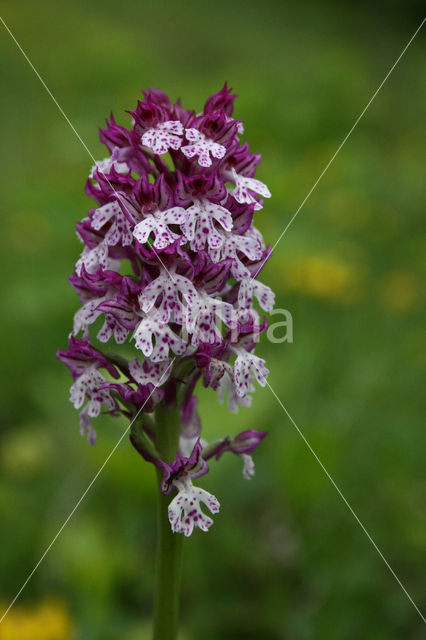 Military Orchid x Three-toothed orchid (Orchis militaris x Neotinea tridentata)