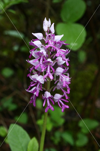 Military Orchid (Orchis militaris)