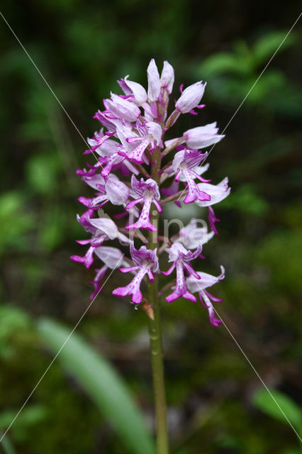 Military Orchid (Orchis militaris)