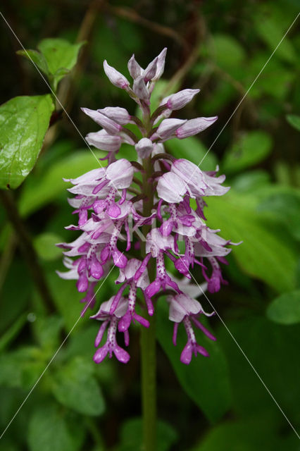 Soldaatje (Orchis militaris)