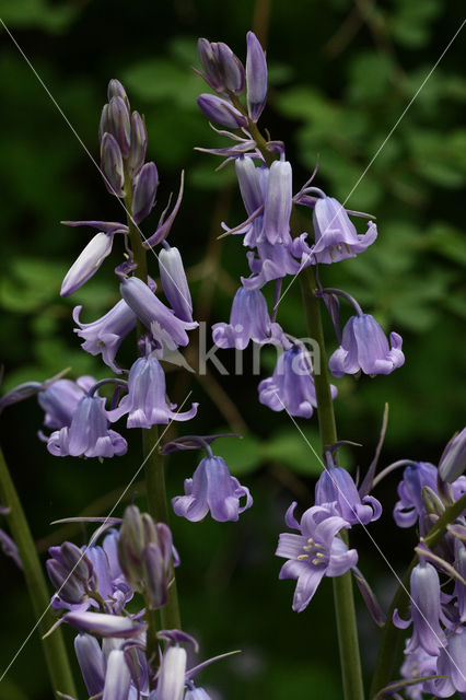 Spanish Bluebells (Hyacinthoides hispanica)