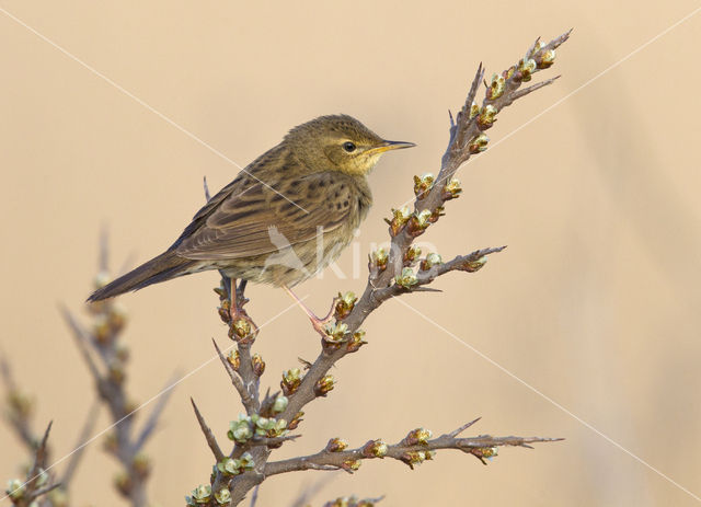 Grasshopper Warbler (Locustella naevia)