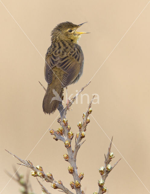 Grasshopper Warbler (Locustella naevia)