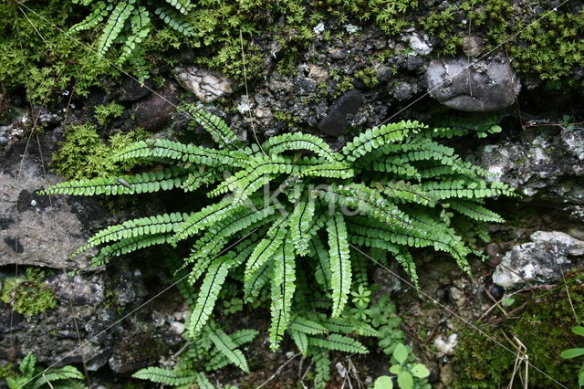 Maidenhair Spleenwort (Asplenium trichomanes)