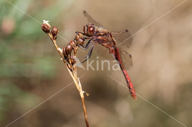 Steenrode heidelibel (Sympetrum vulgatum)