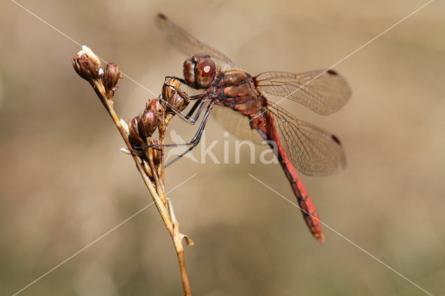 Steenrode heidelibel (Sympetrum vulgatum)