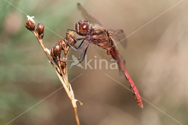 Steenrode heidelibel (Sympetrum vulgatum)