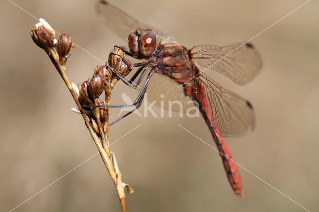 Steenrode heidelibel (Sympetrum vulgatum)