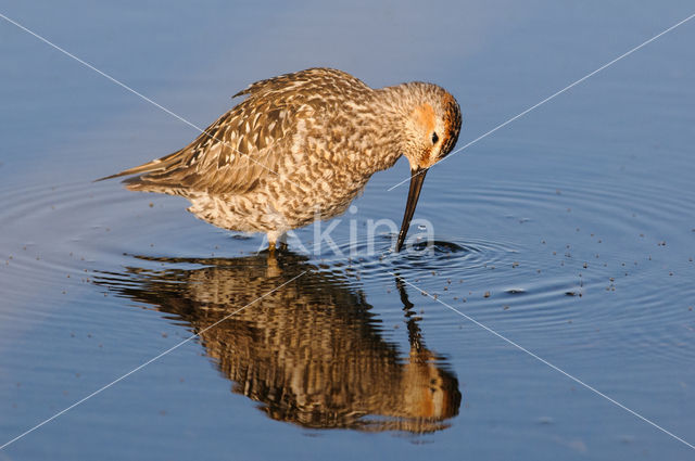 Steltstrandloper (Calidris himantopus)