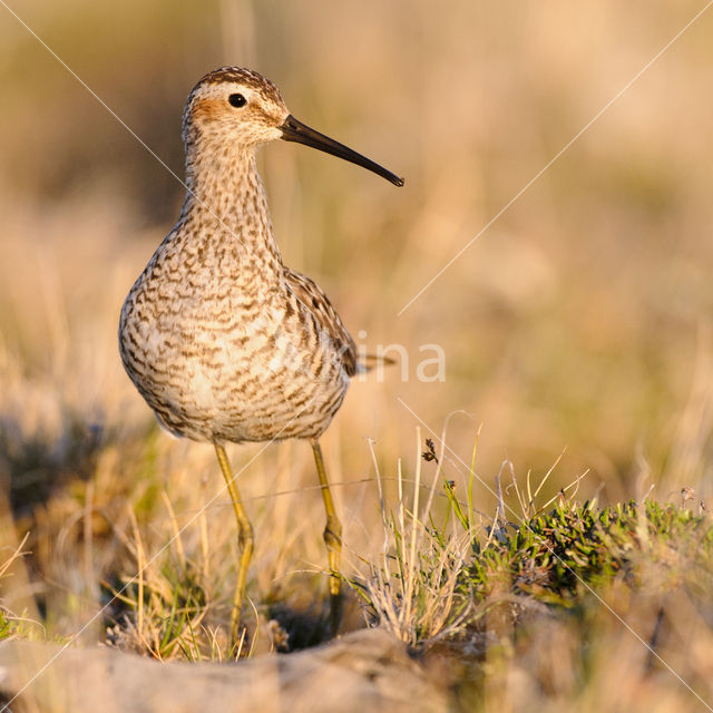 Stilt Sandpiper (Calidris himantopus)