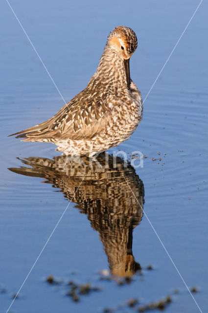 Steltstrandloper (Calidris himantopus)