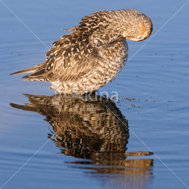 Stilt Sandpiper (Calidris himantopus)