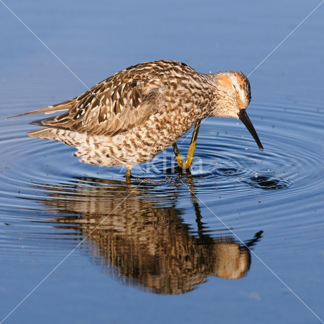 Stilt Sandpiper (Calidris himantopus)