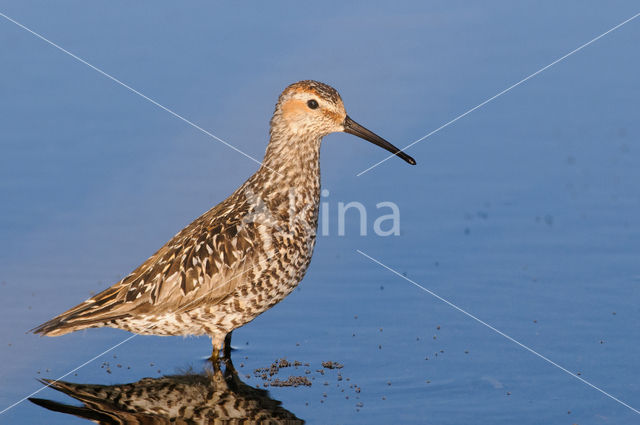 Steltstrandloper (Calidris himantopus)