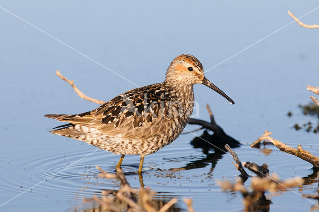 Stilt Sandpiper (Calidris himantopus)